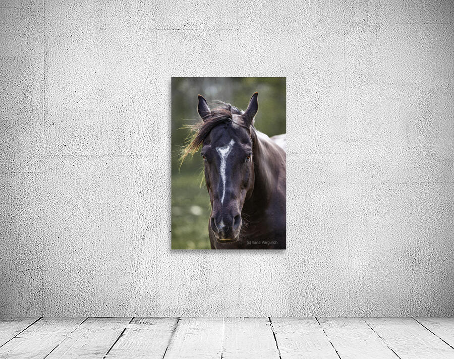 Horse Portrait Wall Preview