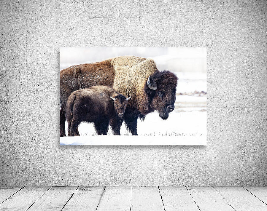 Bison Mom and Cub Wall Preview