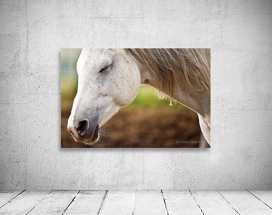 Horse Portrait 2 Wall Preview