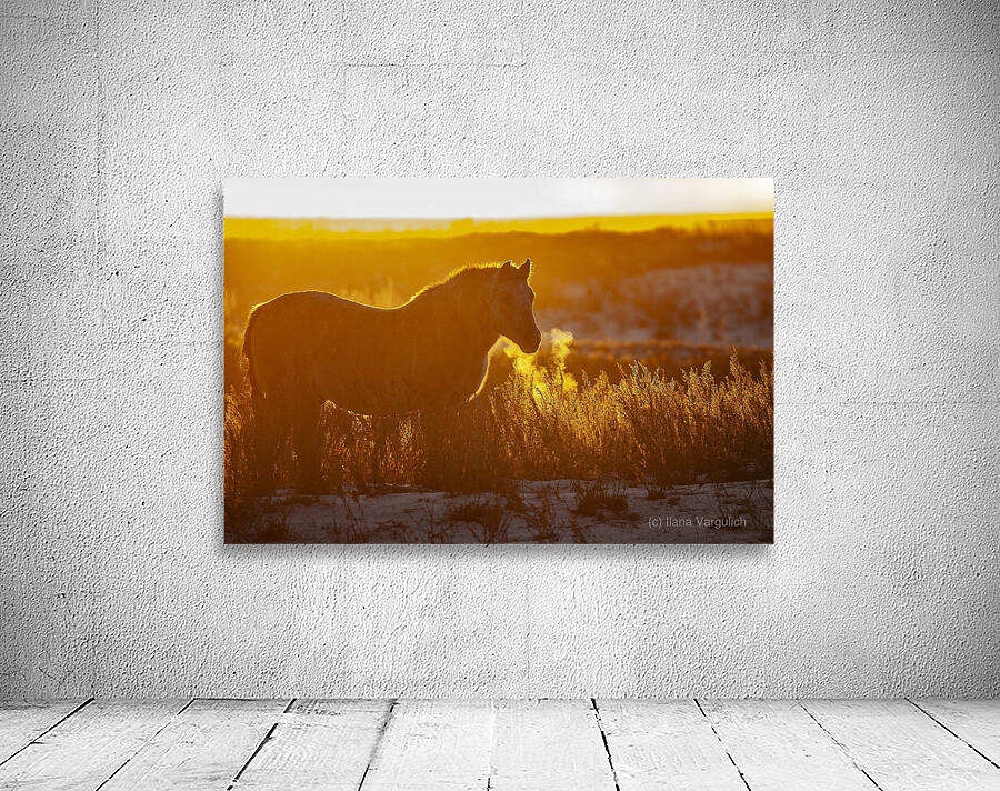 Horse Sunset Wall Preview