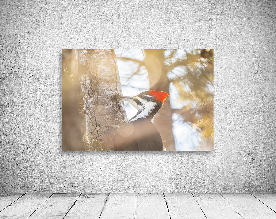 Pileated Woodpecker Wall Preview