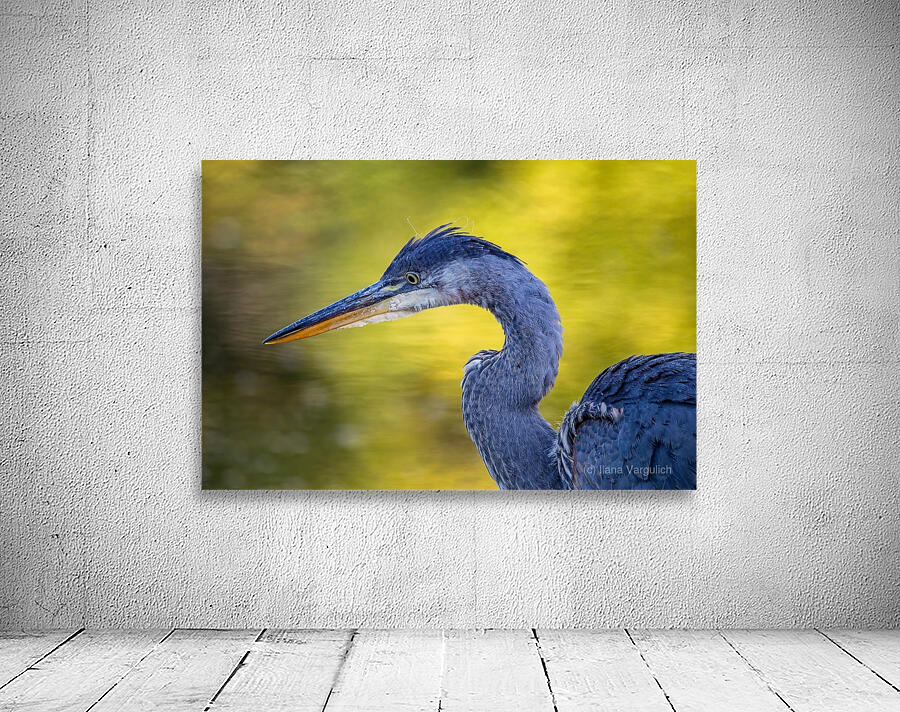 Blue Heron 4 Wall Preview