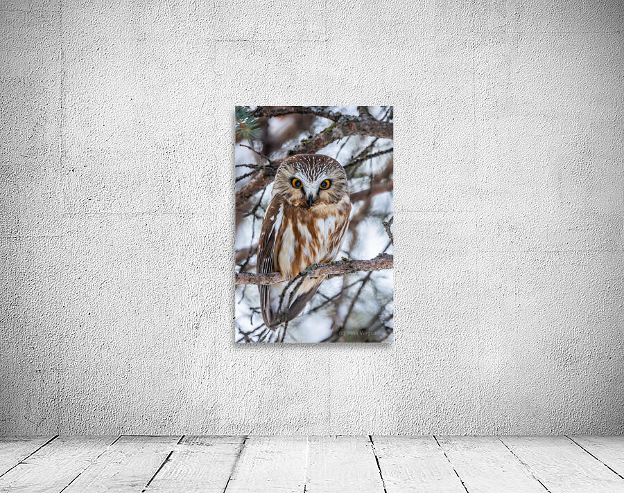 Saw Whet Owl 6 Wall Preview