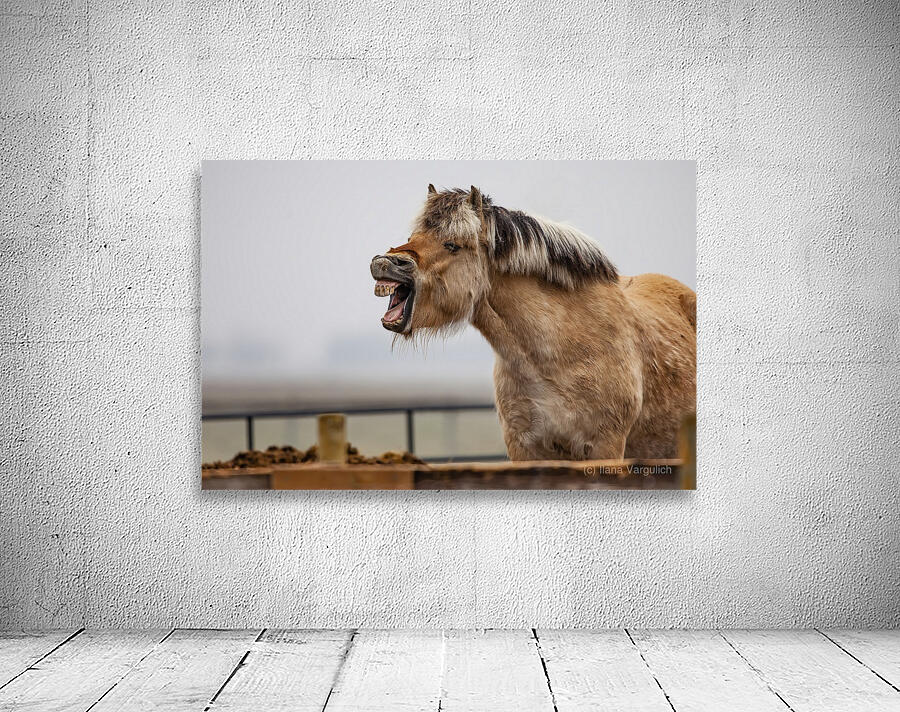 Horse Smile Wall Preview