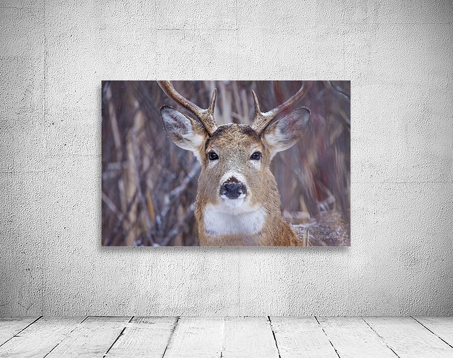 Buck Portrait 3 Wall Preview