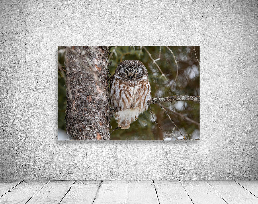 Boreal Owl 2 Wall Preview