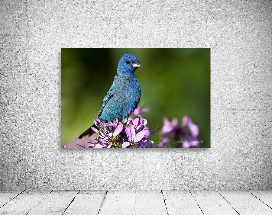 Indigo 2 Wall Preview