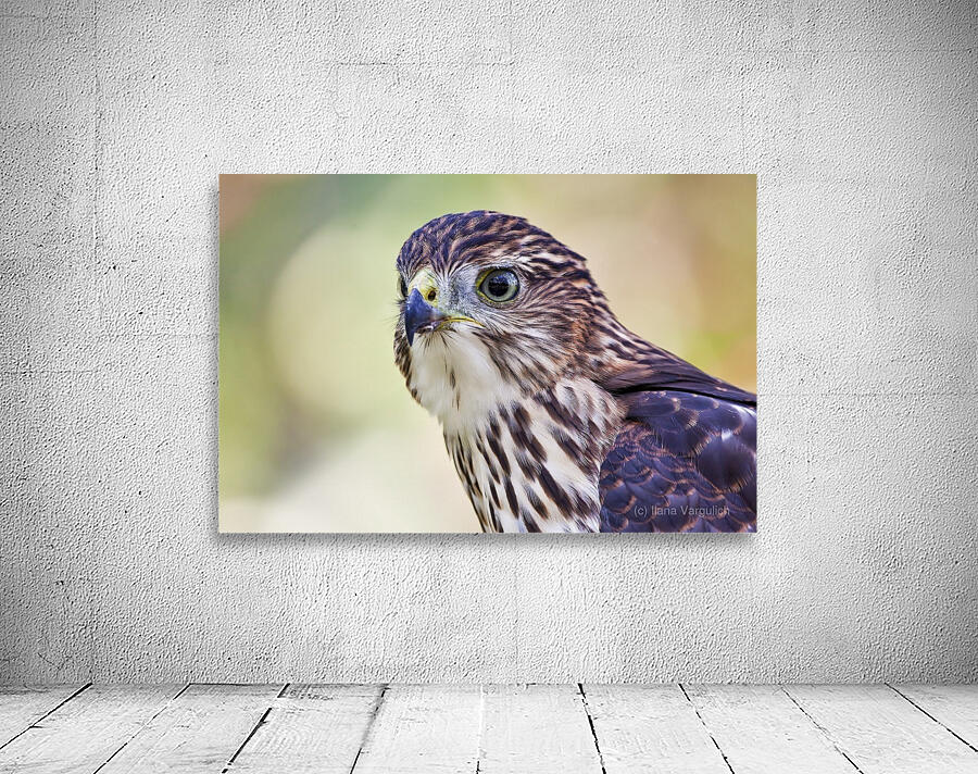Coopers Hawk Wall Preview