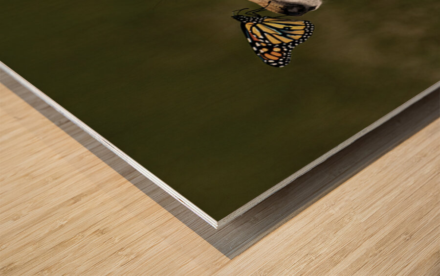 Red Fox with Butterfly Wood print