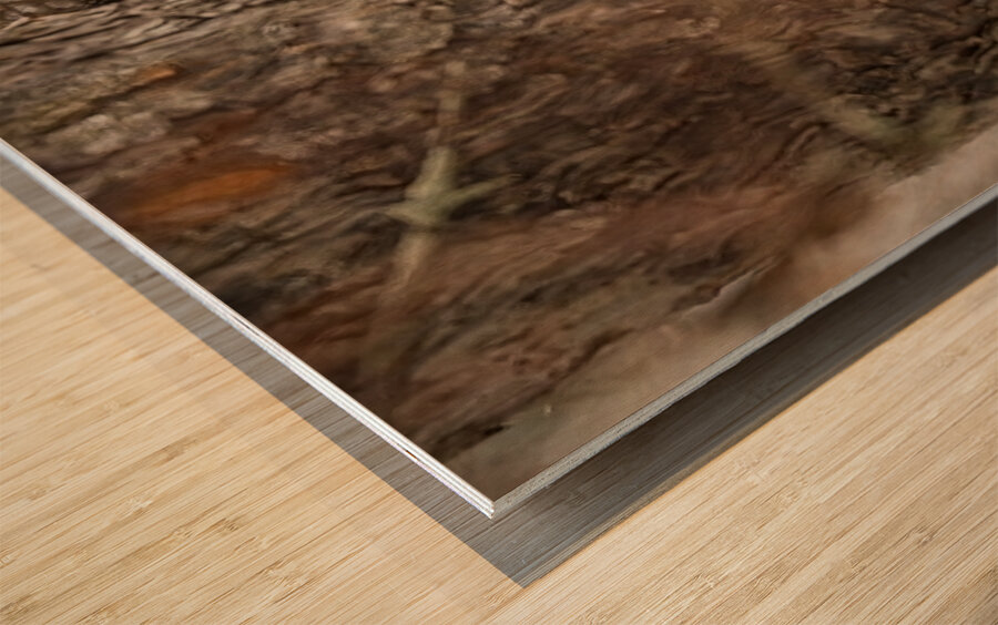 Boreal Owl Peekaboo Wood print