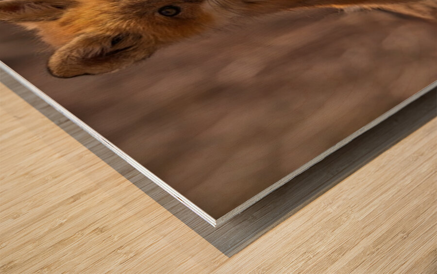 Red Fox Kits Wood print