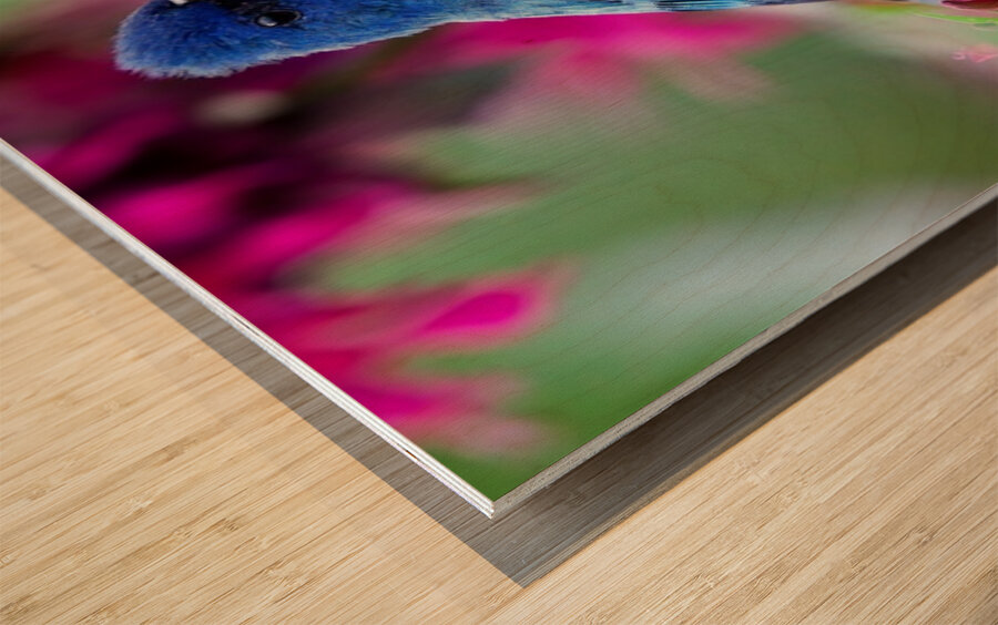 Indigo Bunting Wood print