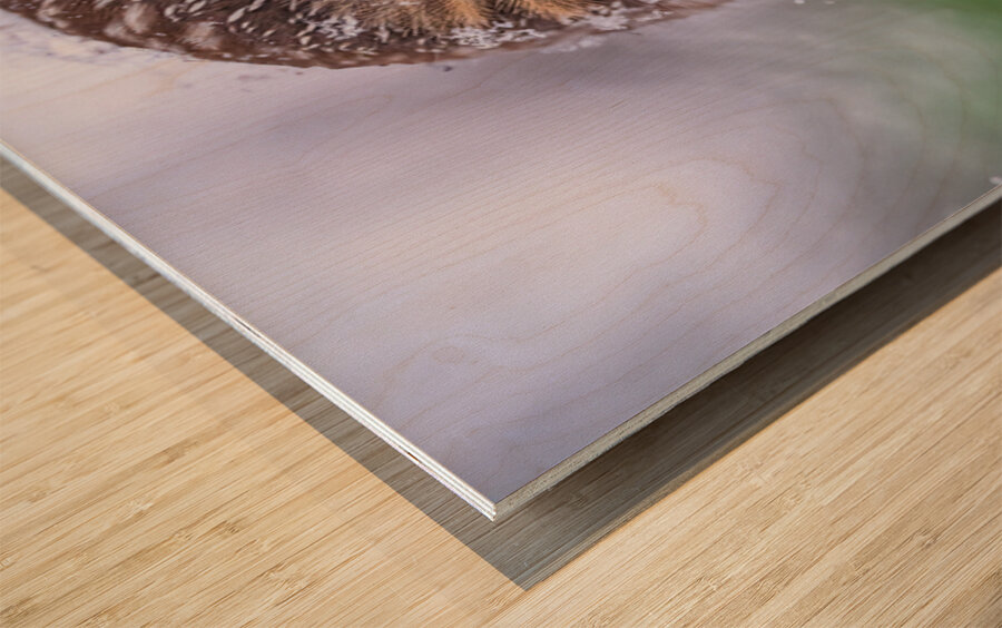 Saw Whet Owl Wood print