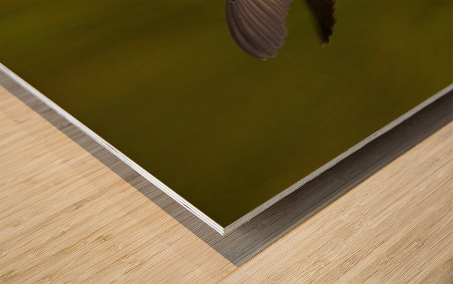 Hummingbird Wood print