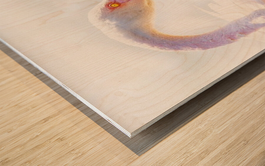Wild Pink Flamingo Wood print