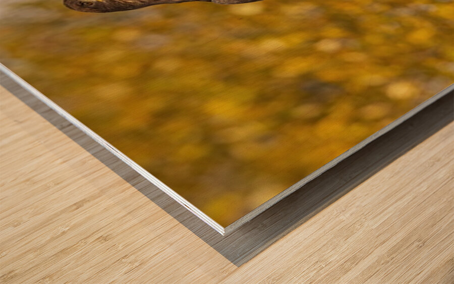 Bald Eagle Fall Time Wood print