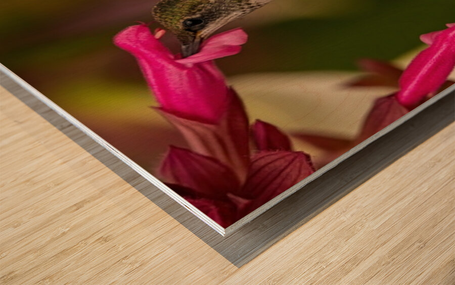 Hummingbird 2 Wood print