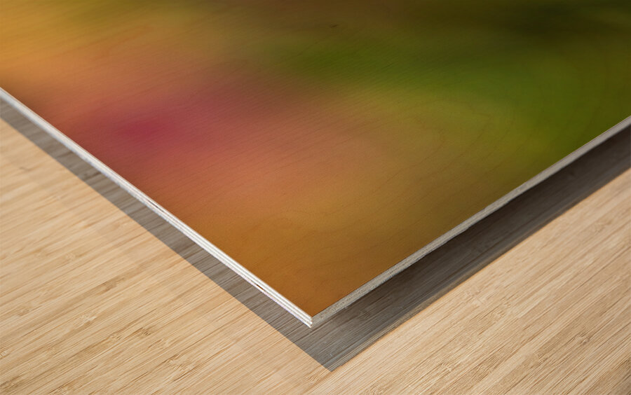 Hummingbird 3 Wood print