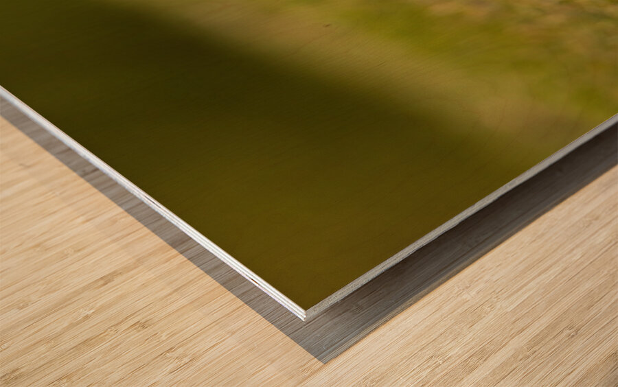 Gosling Story Wood print