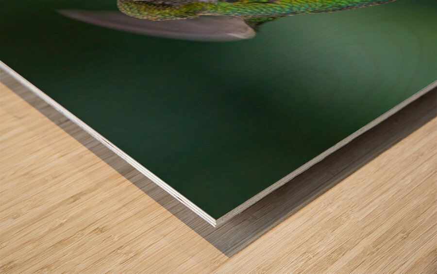 Hummingbird 5 Wood print