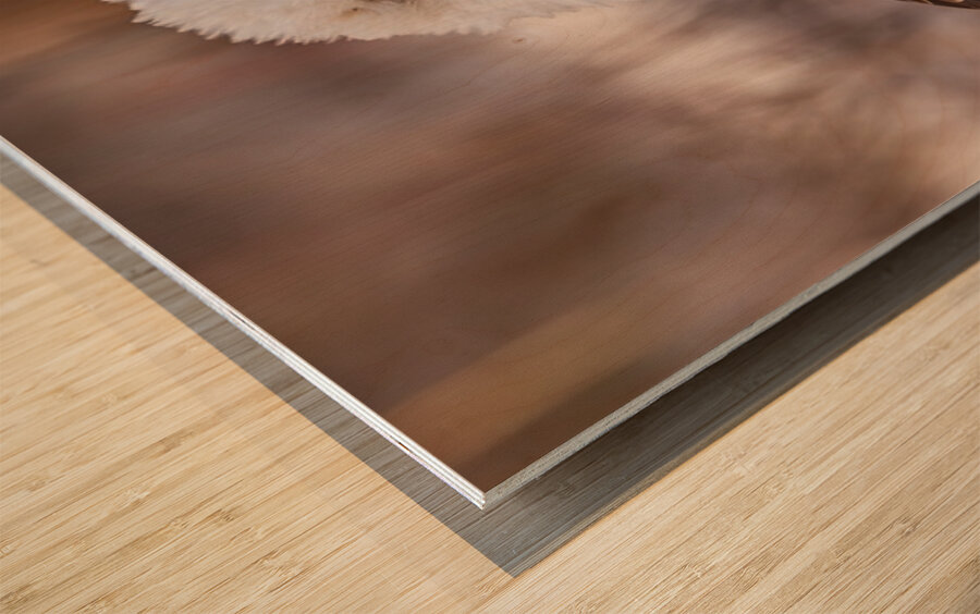 Bald Eagle Portrait Wood print