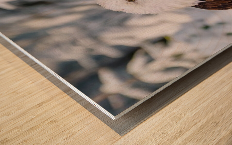 Bald Eagle Winter Wood print