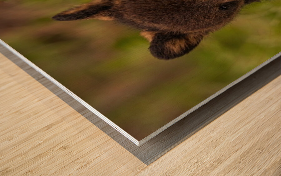 Black Bear Cub Wood print