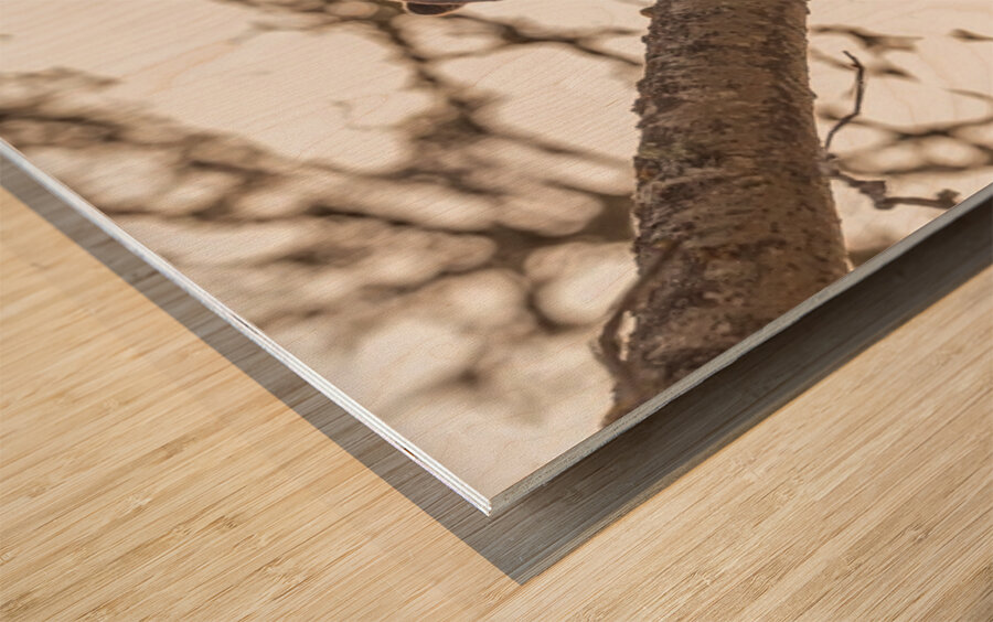 Black Bear Cub 2 Wood print