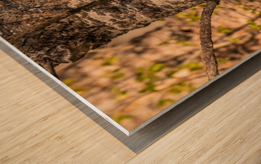 Black Bear Cub 3 Wood print