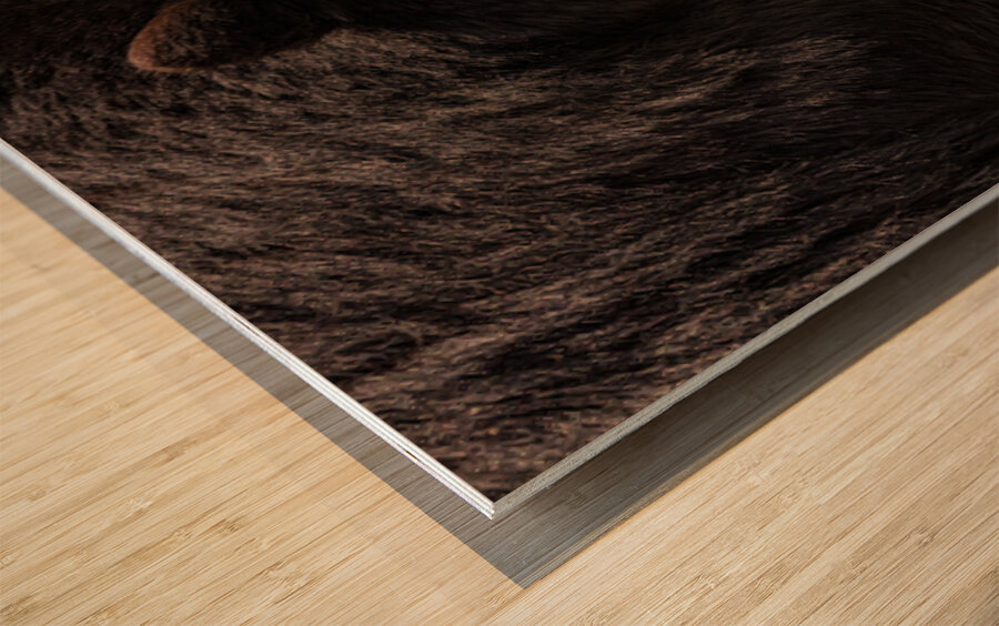 Black Bear Wood print