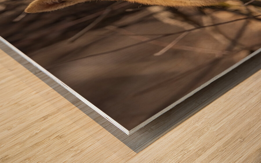 Cute Fox Kit Wood print