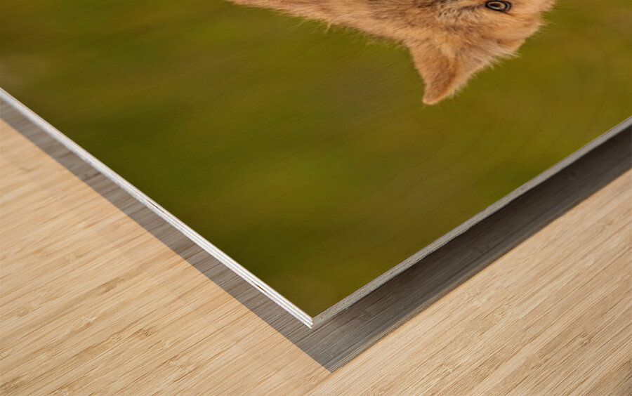 Wolf Pup 2 Wood print