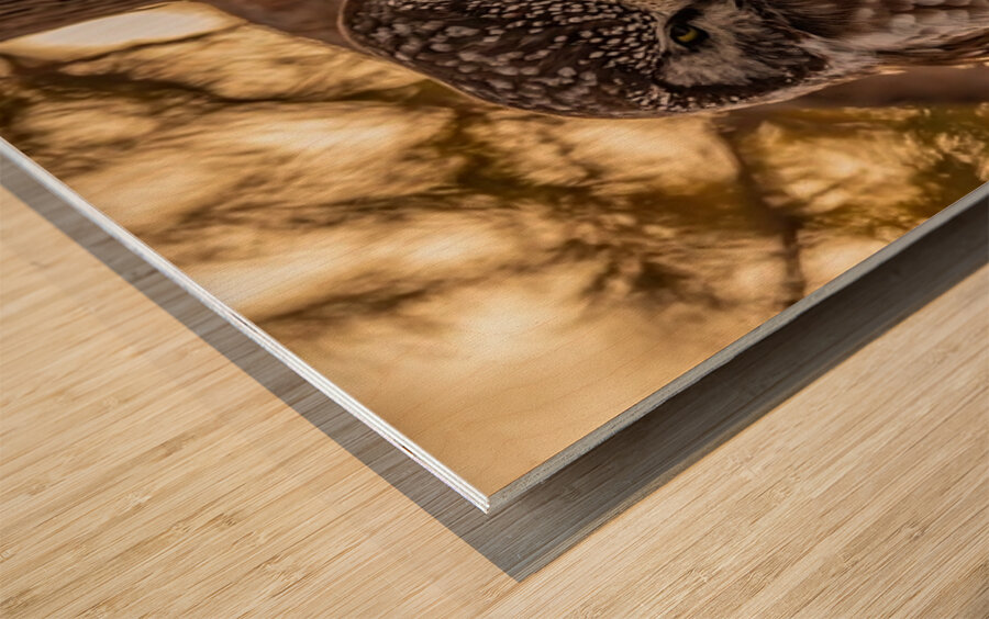 Boreal Owl Wood print