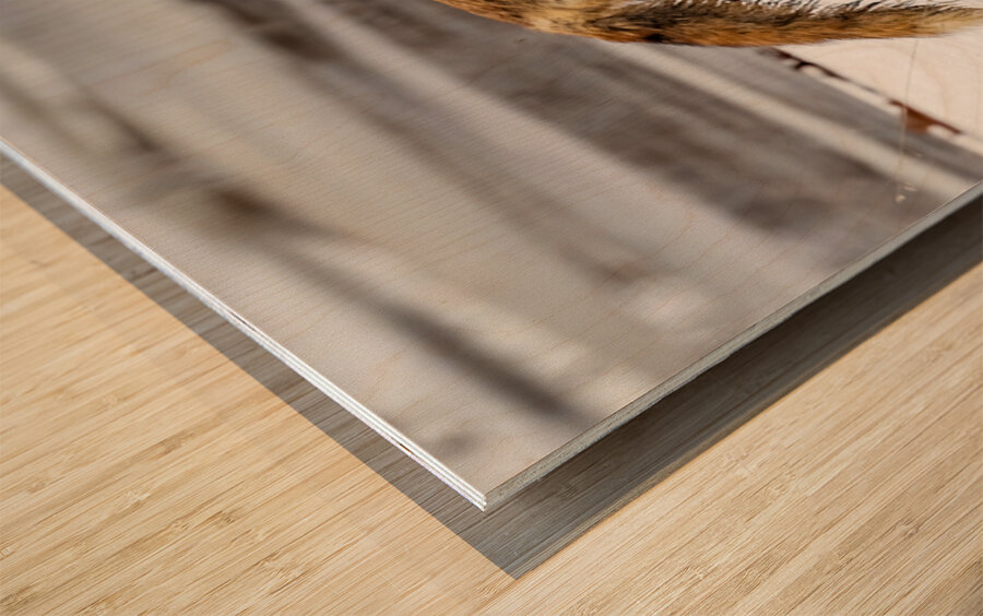 Baby Fox Story Wood print