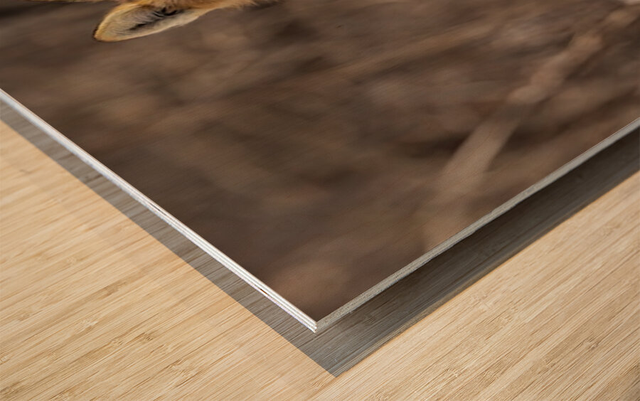 Red Fox Mother Wood print