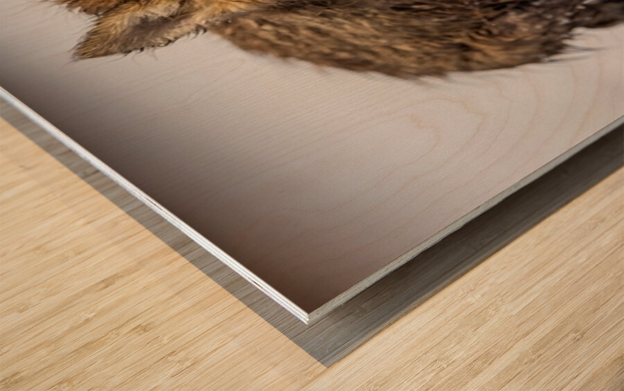 Braveheart Wood print