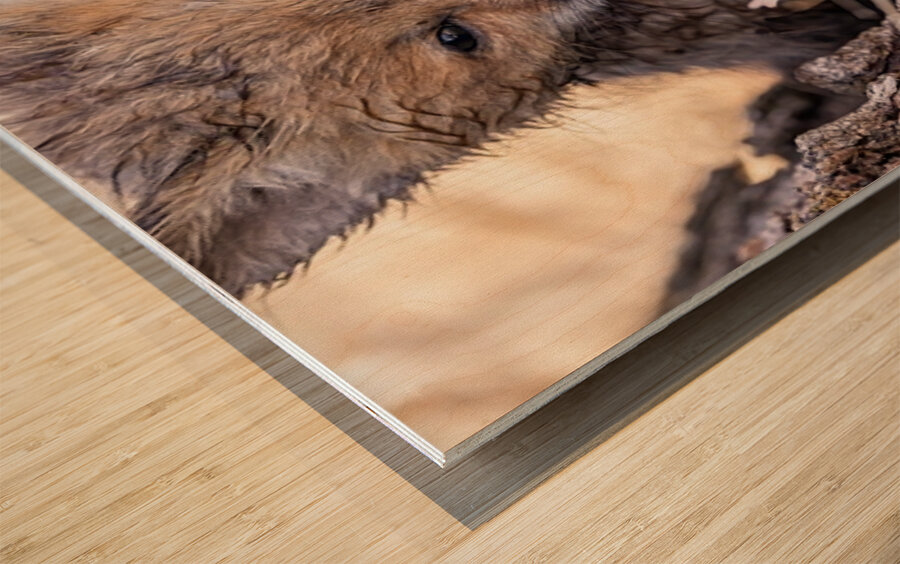 Braveheart 2 Wood print