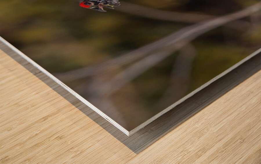 Spruce Grouse 2 Wood print