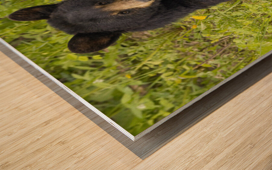 Black Bear Relax  Wood print