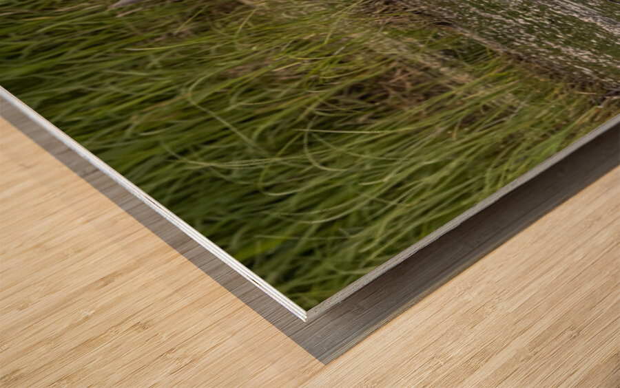 Moose Calf and Mom Wood print