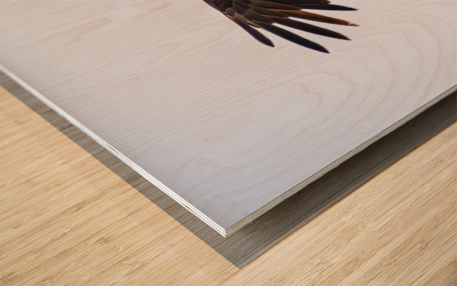 Bald Eagle Wood print