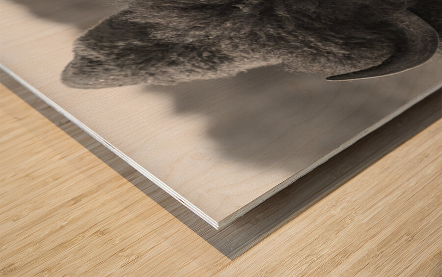 Bison BW 2 Wood print