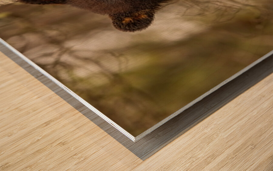 Cute Bear Cub Wood print