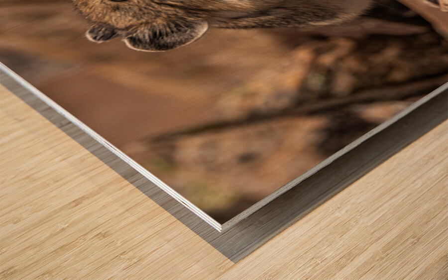 Cute Pika Wood print