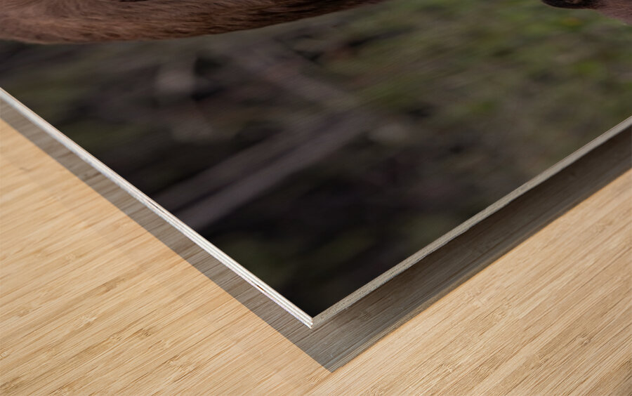 Mom and Cub Wood print