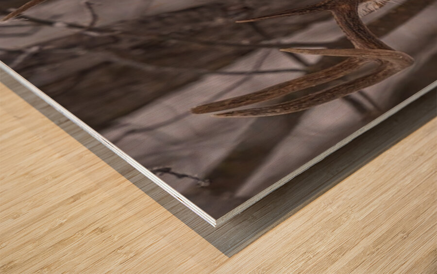 Buck Portrait Wood print