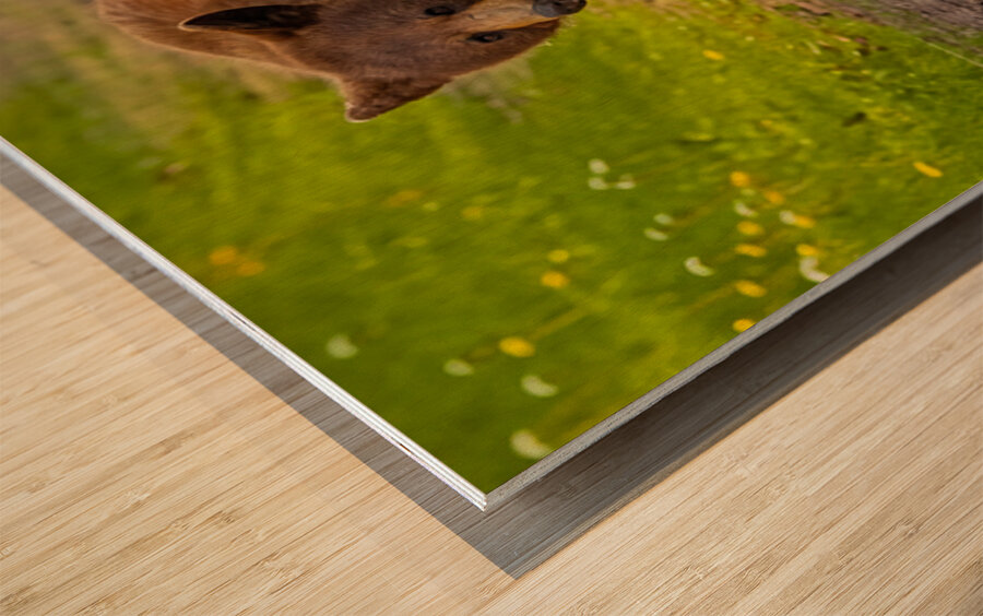 Black Bear 2 Wood print