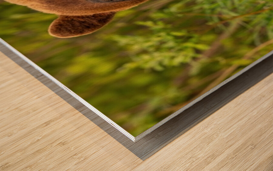 Cool Face Wood print