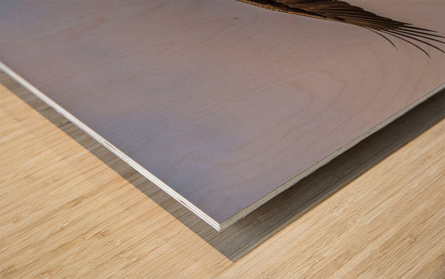 Bald Eagle 2 Wood print