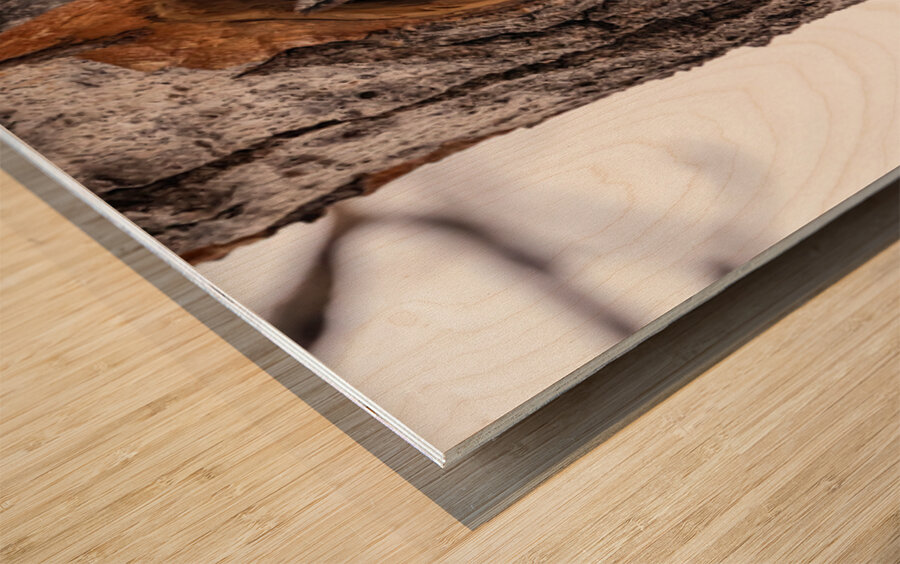 Screech Owl Wood print